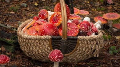 Photo of Где можно купить мухоморы в Новосибирске