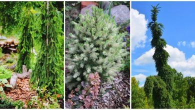 Photo of Основные виды елок и их особенности