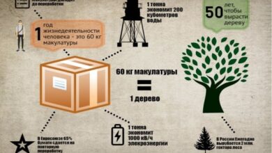 Photo of Роль пункта приёма макулатуры в охране окружающей среды